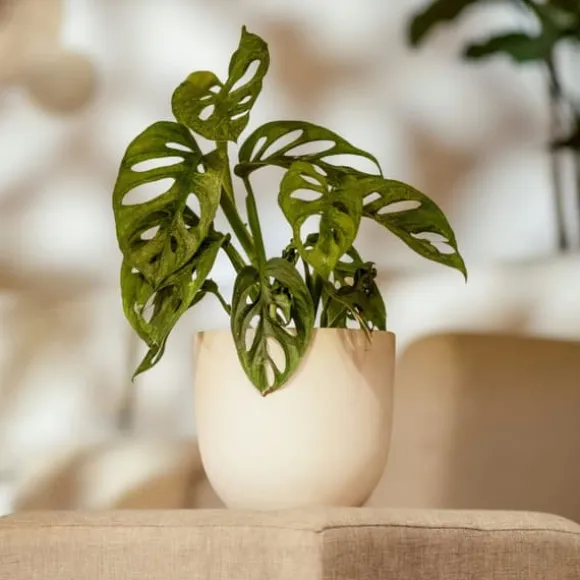 Monstera - Monstera adansonii 'Monkey Mask' - Højde 25-30cm - ⌀12cm