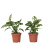 Monstera - Sæt med 2 - Monstera adansonii 'Monkey Mask' - Højde 25-30cm - ⌀12cm