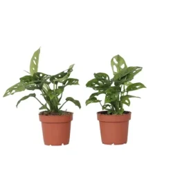 Monstera - Sæt med 2 - Monstera adansonii 'Monkey Mask' - Højde 25-30cm - ⌀12cm