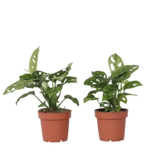 Monstera - Sæt med 2 - Monstera adansonii 'Monkey Mask' - Højde 25-30cm - ⌀12cm