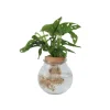 Monstera i vand - Monstera adansonii 'Monkey Mask' - Højde 25-35cm - ⌀20cm