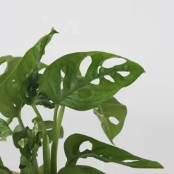 Monstera i vand - Monstera adansonii 'Monkey Mask' - Højde 25-35cm - ⌀20cm