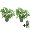 Monstera med planteføde - Sæt med 2 - Monkey Mask - Højde 25-30cm - ⌀12cm