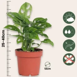 Monstera med planteføde - Sæt med 2 - Monkey Mask - Højde 25-30cm - ⌀12cm
