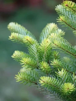 Multikomponent fjedergødning til thuja og nåletræer Emerald Complex 1,75 kg