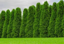 Multikomponent fjedergødning til thuja og nåletræer Emerald Complex 1,75 kg