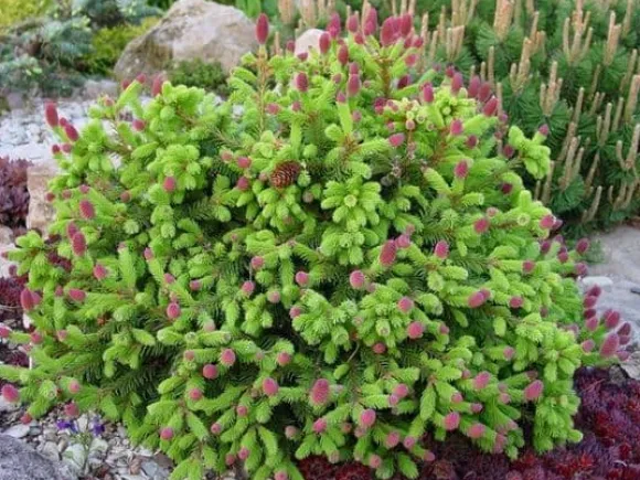 Multikomponent fjedergødning til thuja og nåletræer Emerald Complex 4kg