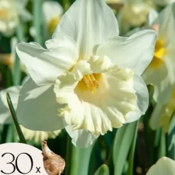 Narcisløg - Påskeliljer - Sæt med 30 - 'Mount Hood' - Blomsterløg - Hvid