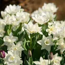 Narcisløg - Påskeliljer - Sæt med 30 - 'Mount Hood' - Blomsterløg - Hvid
