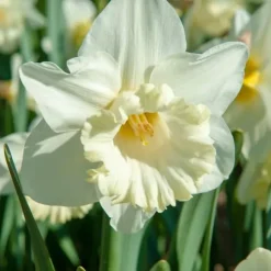 Narcisløg - Påskeliljer - Sæt med 30 - 'Mount Hood' - Blomsterløg - Hvid