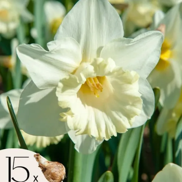 Narcisløg - Påskeliljer - Sæt x15 - Narcissus 'Mount Hood' - Blomsterløg - Gul