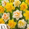 Narcisløg - Påskeliljer - Sæt med 10 - Narcissus 'Double Mix' - Blomsterløg