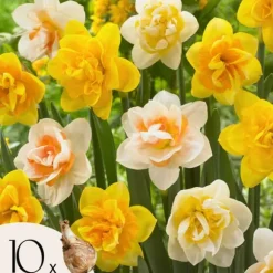 Narcisløg - Påskeliljer - Sæt med 10 - Narcissus 'Double Mix' - Blomsterløg