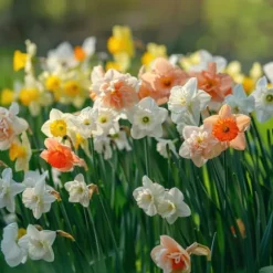 Narcisløg - Påskeliljer - Sæt med 10 - Narcissus 'Double Mix' - Blomsterløg