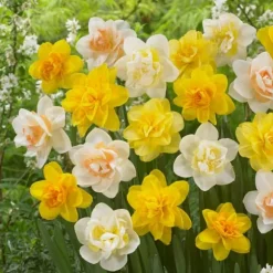 Narcisløg - Påskeliljer - Sæt med 10 - Narcissus 'Double Mix' - Blomsterløg