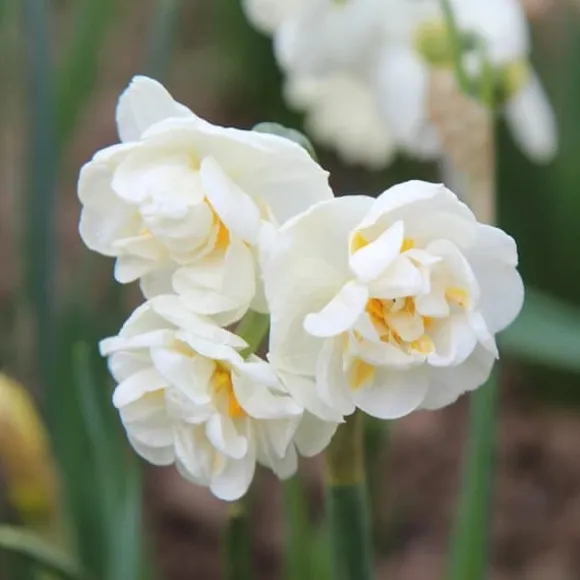 Narcisløg - Påskeliljer - Sæt med 10 - Narcissus 'Double Mix' - Blomsterløg
