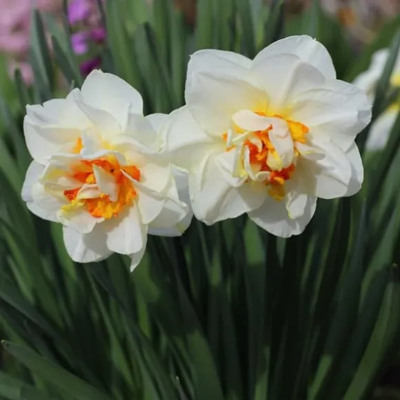Narcisløg - Påskeliljer - Sæt med 10 - Narcissus 'Double Mix' - Blomsterløg