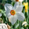 Narcisløg - Påskeliljer - Sæt med 30 - Narcissus 'Recurvus' - Blomsterløg - Hvid