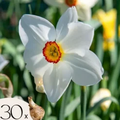 Narcisløg - Påskeliljer - Sæt med 30 - Narcissus 'Recurvus' - Blomsterløg - Hvid
