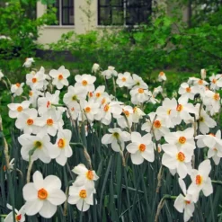 Narcisløg - Påskeliljer - Sæt med 30 - Narcissus 'Recurvus' - Blomsterløg - Hvid