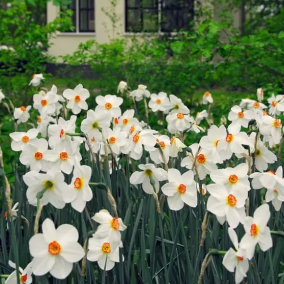 Narcisløg - Påskeliljer - Sæt med 30 - Narcissus 'Recurvus' - Blomsterløg - Hvid
