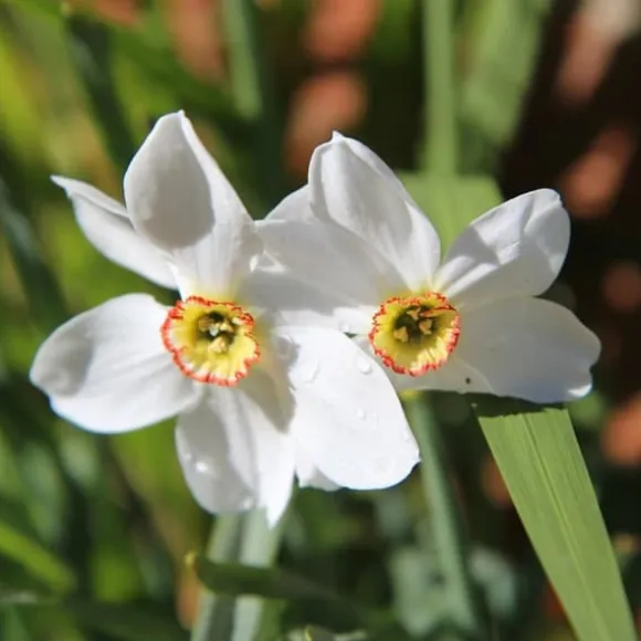 Narcisløg - Påskeliljer - Sæt med 30 - Narcissus 'Recurvus' - Blomsterløg - Hvid