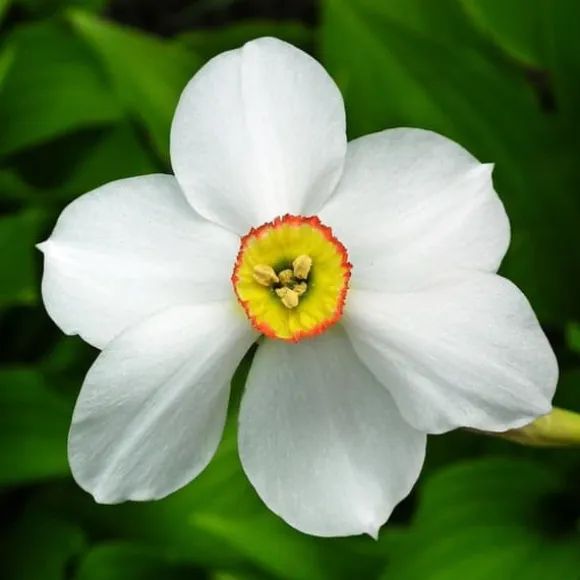 Narcisløg - Påskeliljer - Sæt med 30 - Narcissus 'Recurvus' - Blomsterløg - Hvid
