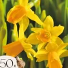 Narcisløg - Påskeliljer - Sæt x50 - Narcissus 'Tête-à-Tête' - Blomsterløg - Gul