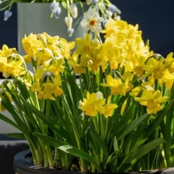 Narcisløg - Påskeliljer - Sæt x50 - Narcissus 'Tête-à-Tête' - Blomsterløg - Gul