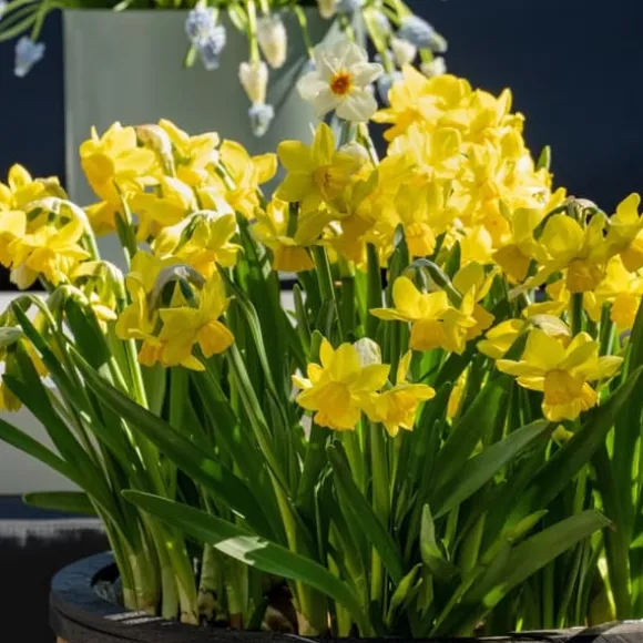 Narcisløg - Påskeliljer - Sæt x50 - Narcissus 'Tête-à-Tête' - Blomsterløg - Gul