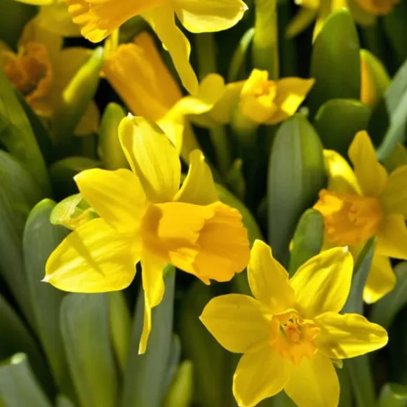 Narcisløg - Påskeliljer - Sæt x50 - Narcissus 'Tête-à-Tête' - Blomsterløg - Gul
