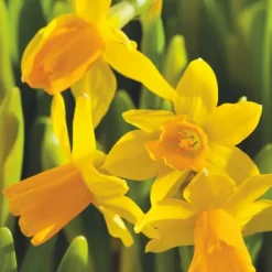 Narcisløg - Påskeliljer - Sæt x50 - Narcissus 'Tête-à-Tête' - Blomsterløg - Gul