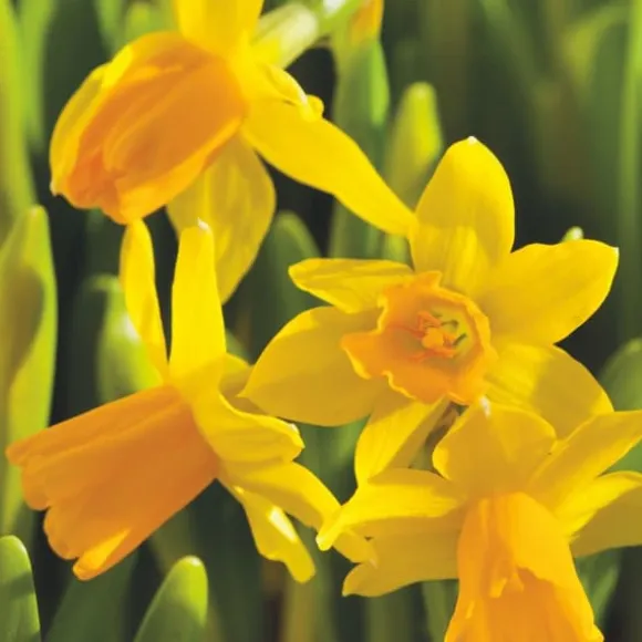 Narcisløg - Påskeliljer - Sæt x50 - Narcissus 'Tête-à-Tête' - Blomsterløg - Gul
