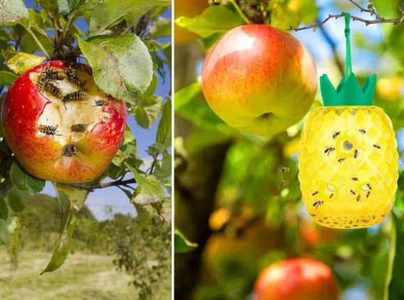 NoBzzz FÆLDE TIL HVEPSEFLUER 2 STK. GENBRUGELIG EFFEKTIV ANANAS