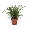 Nyrebregne - Nephrolepis Duffii - Højde 25-40cm - Pot 12cm