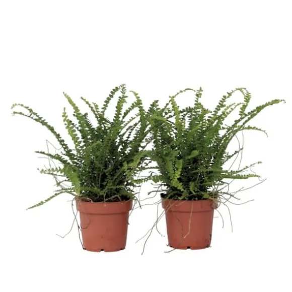 Nyrebregne - Sæt med 2 - Nephrolepis 'Duffii' - Højde 25-40cm - ⌀12cm