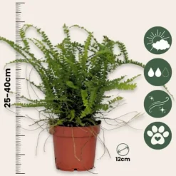 Nyrebregne - Sæt med 2 - Nephrolepis 'Duffii' - Højde 25-40cm - ⌀12cm