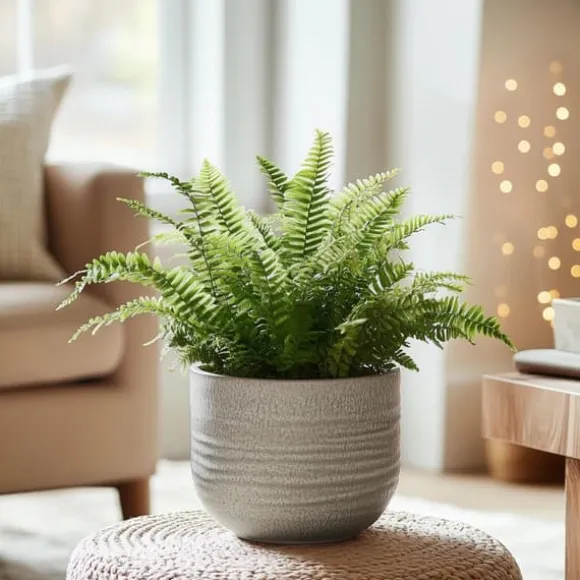 Nyrebregne - Sæt med 2 - Nephrolepis 'Duffii' - Højde 25-40cm - ⌀12cm