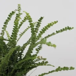 Nyrebregne - Sæt med 2 - Nephrolepis 'Duffii' - Højde 25-40cm - ⌀12cm
