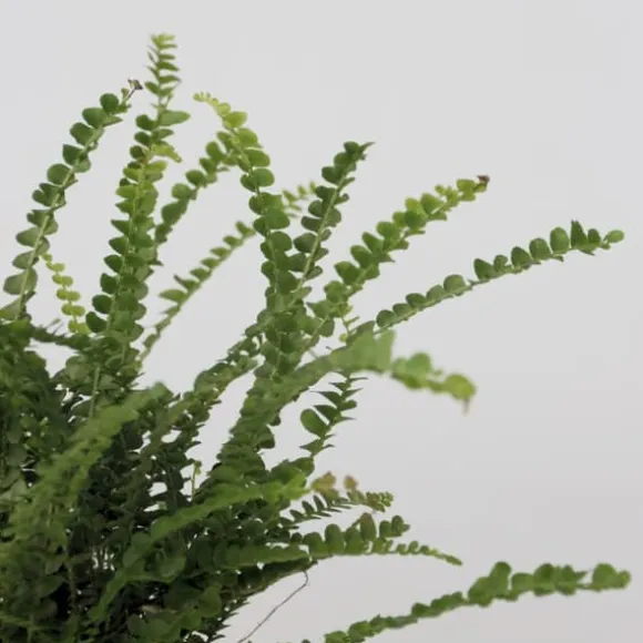 Nyrebregne - Sæt med 2 - Nephrolepis 'Duffii' - Højde 25-40cm - ⌀12cm