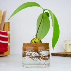 Odlingskit Avocado, Gift Republic Ltd.