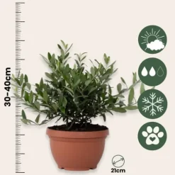 Olea bonsai i skala - Olea europaea - Højde 30-40cm - ⌀21cm