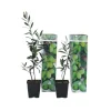 Olivenbusk - Sæt med 2 - Olea europaea - Højde 25-40cm - ⌀9cm