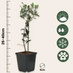 Olivenbusk - Sæt med 2 - Olea europaea - Højde 25-40cm - ⌀9cm