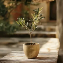 Olivenbusk - Sæt med 2 - Olea europaea - Højde 25-40cm - ⌀9cm