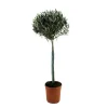 Oliventræ - Olea europaea - Højde 155-170cm - ⌀19cm