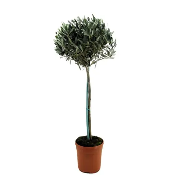 Oliventræ - Olea europaea - Højde 155-170cm - ⌀19cm