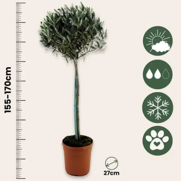 Oliventræ - Olea europaea - Højde 155-170cm - ⌀19cm