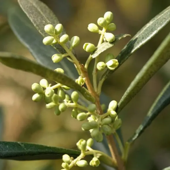 Oliventræ - Olea europaea - Højde 155-170cm - ⌀19cm