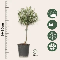 Oliventræ - Olea europaea - H⌀jde 45-55cm - ⌀14cm